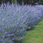 Bradavec klandonský (Caryopteris clandonensis) ´BLUE FOUNTAIN´ - výška 20-30 cm, kont. C2L